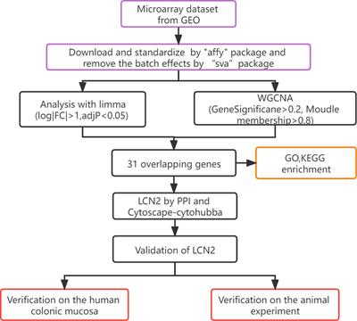 LCN2 as a Potential Diagnostic Biomarker for Ulcerative Colitis-Associated Carcinogenesis Related to Disease Duration